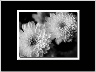 Twins BW