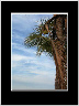 Palm Tree